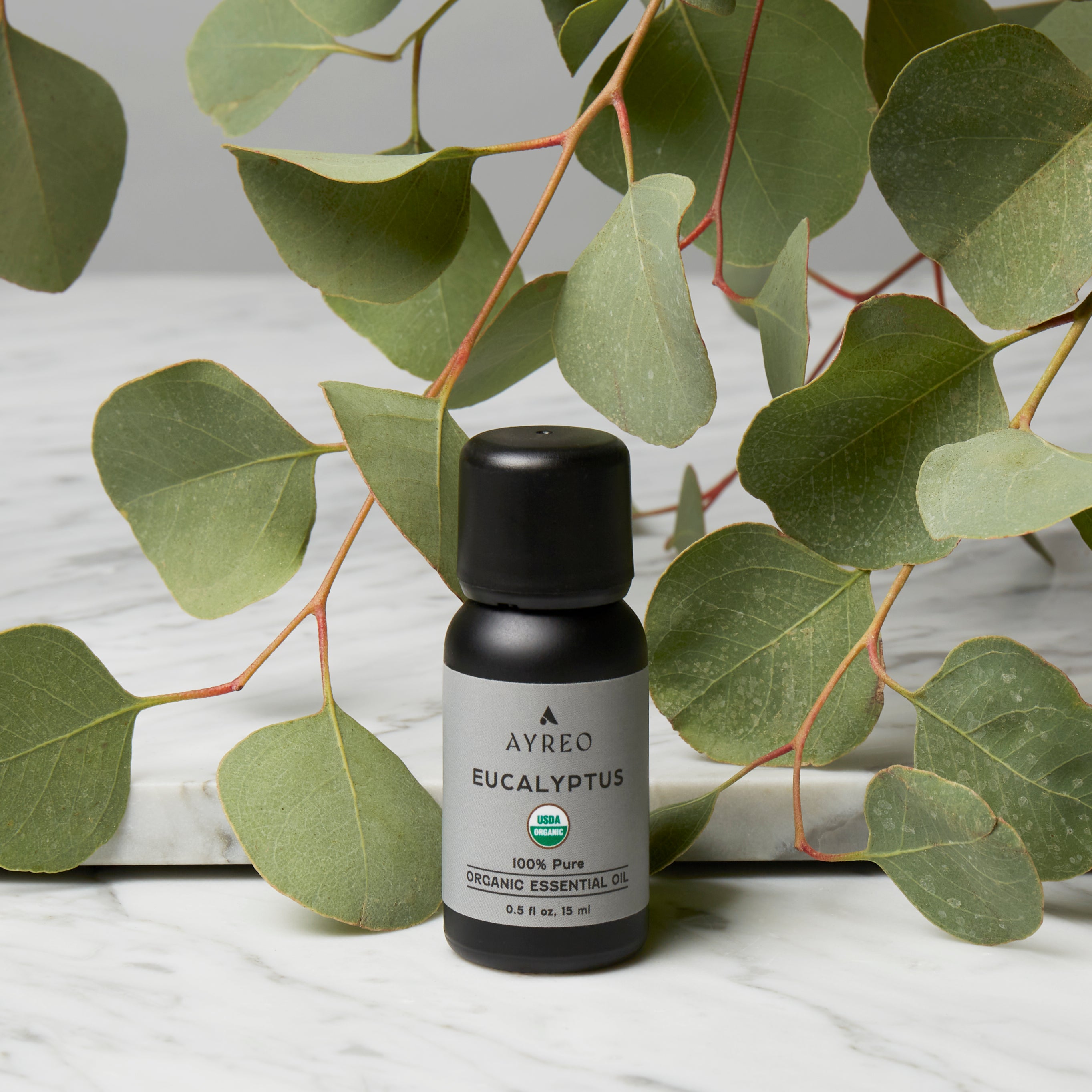 Organic Eucalyptus Essential Oil